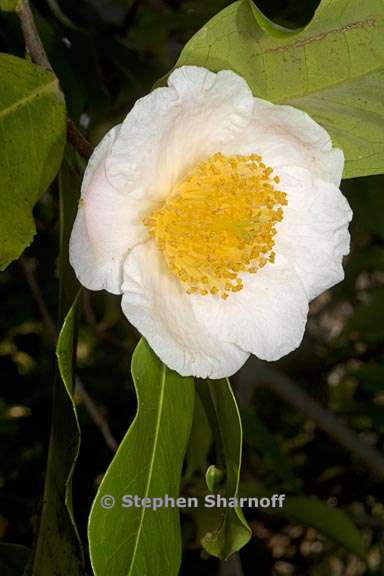 camellia irrawadiensis 2 graphic